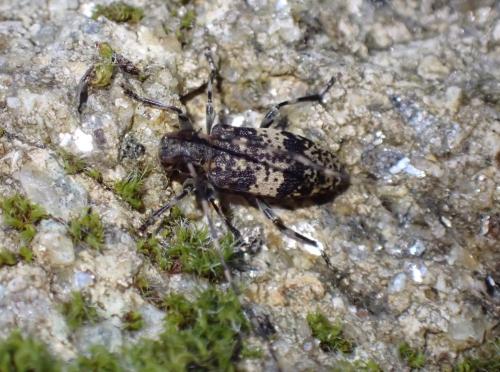 Réf. 288 711 : Leiopus sp.